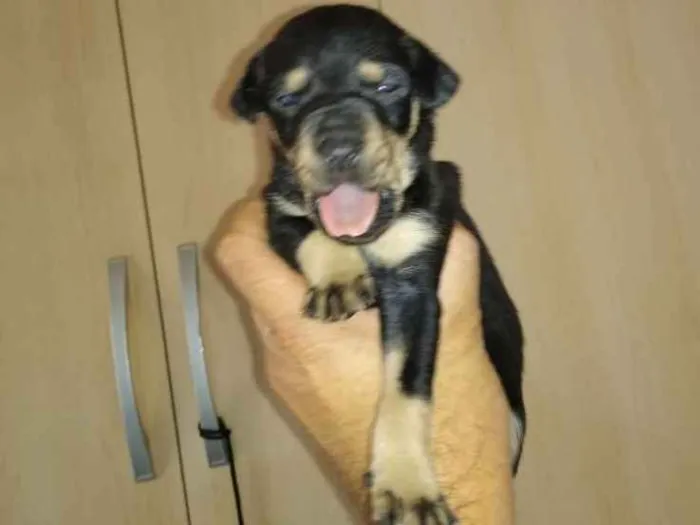 Cachorro ra a Mistura de Belga idade  nome Sem nome