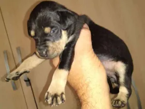 Cachorro raça Mistura de Belga idade  nome Sem nome