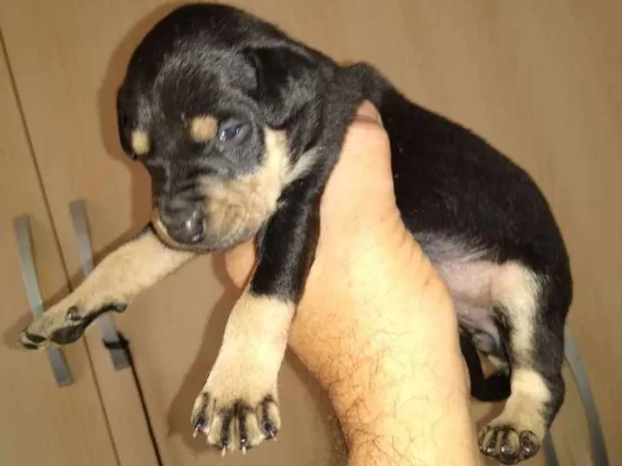 Cachorro ra a Mistura de Belga idade  nome Sem nome