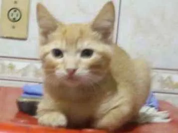 Gato ra a Srd idade 2 a 6 meses nome Laranjinha