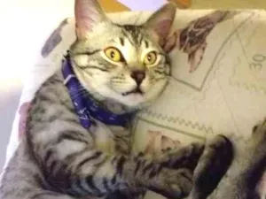 Gato raça Indefinida idade 1 ano nome Layon