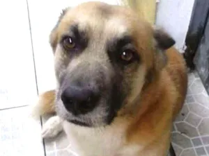 Cachorro raça Sem raça definida idade 6 ou mais anos nome Obelix