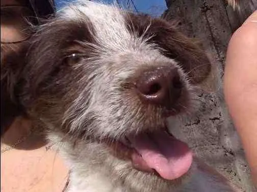 Cachorro ra a Vira lata  idade 7 a 11 meses nome Flocos