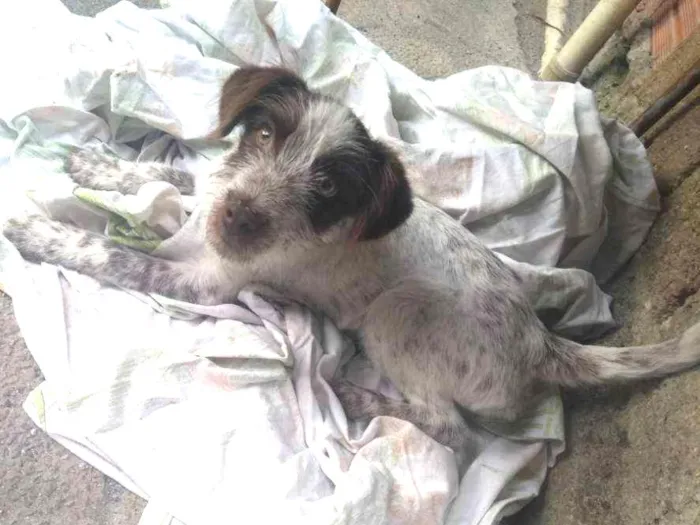 Cachorro ra a Vira lata  idade 7 a 11 meses nome Flocos