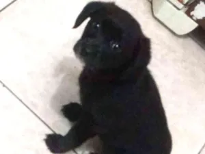 Cachorro raça Srd idade Abaixo de 2 meses nome Estela
