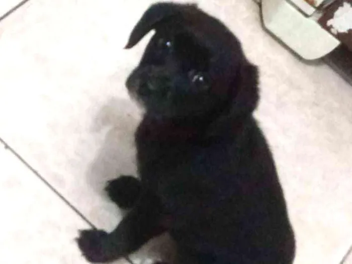 Cachorro ra a Srd idade Abaixo de 2 meses nome Estela