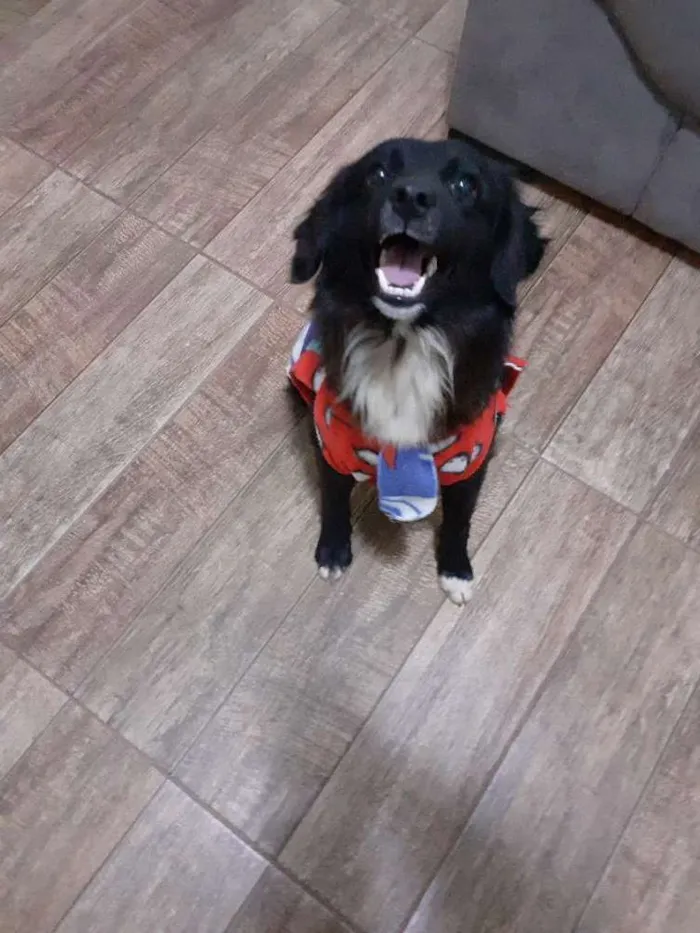 Cachorro ra a Srd idade  nome Pingo