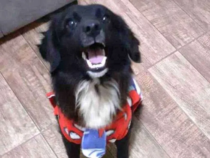 Cachorro ra a Srd idade  nome Pingo