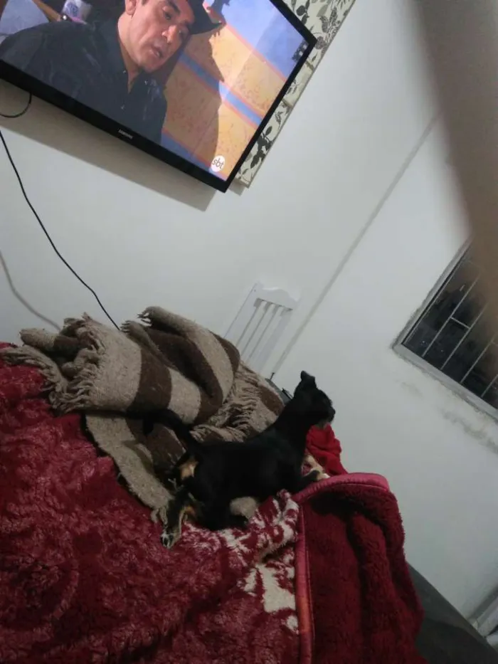 Cachorro raça Vira lata idade 2 a 6 meses nome Tobby