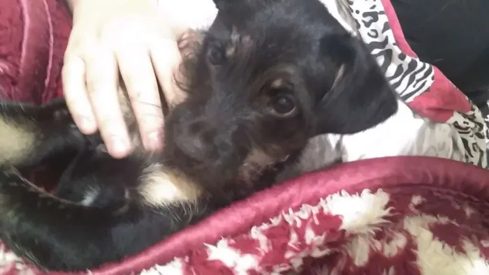 Cachorro raça Vira lata idade 2 a 6 meses nome Tobby