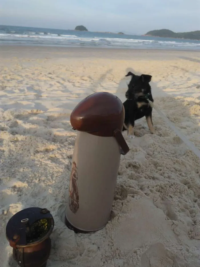 Cachorro raça Vira lata idade 2 a 6 meses nome Tobby
