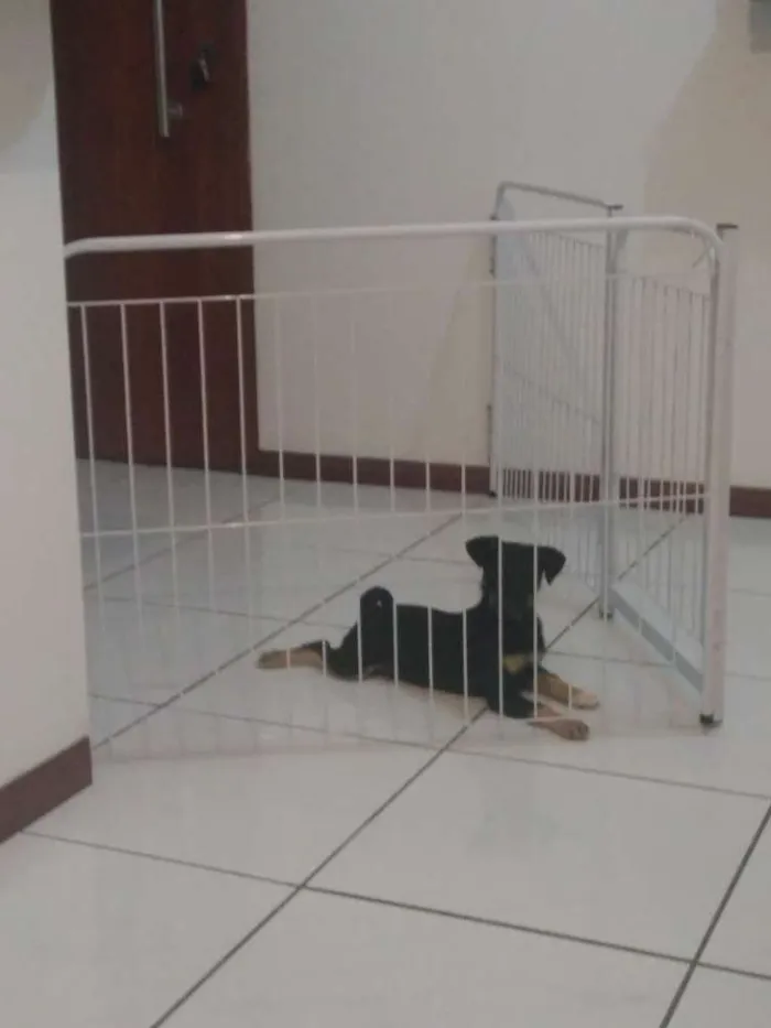 Cachorro raça Vira lata idade 2 a 6 meses nome Tobby