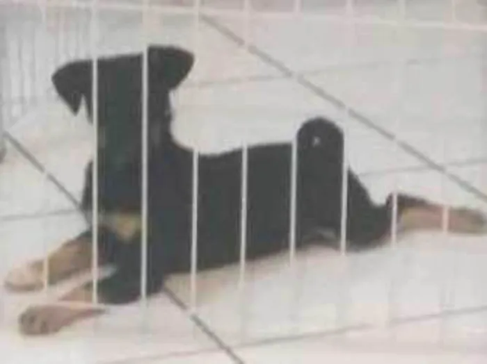 Cachorro raça Vira lata idade 2 a 6 meses nome Tobby