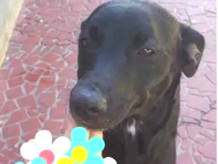 Cachorro ra a Srd  idade 2 anos nome Safira muito boazinh
