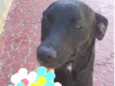 Safira muito boazinh