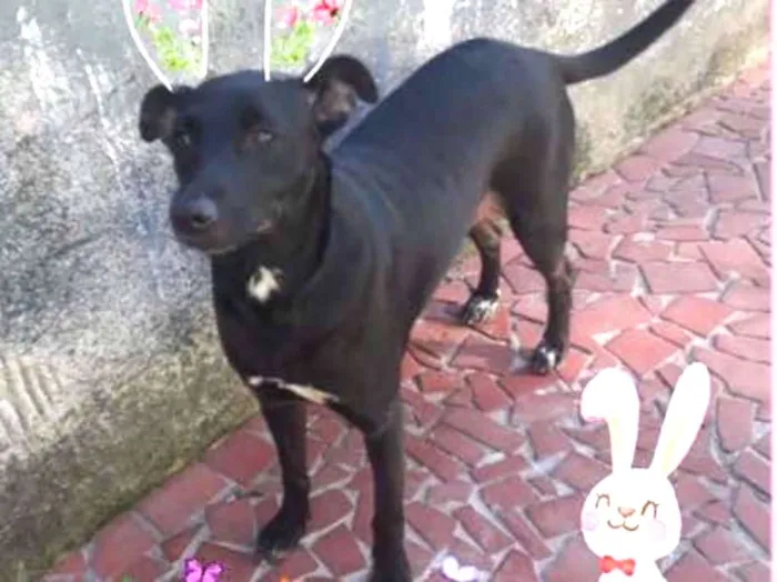 Cachorro ra a Srd  idade 2 anos nome Safira muito boazinh