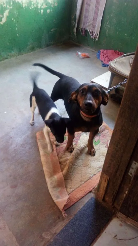 Cachorro ra a Vira lata idade 3 anos nome Bethovem