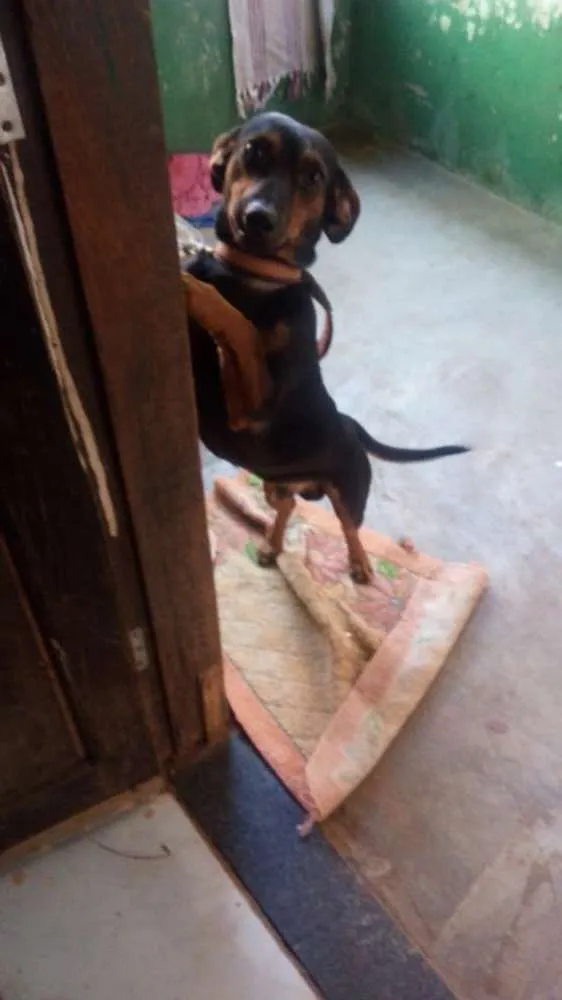Cachorro ra a Vira lata idade 3 anos nome Bethovem