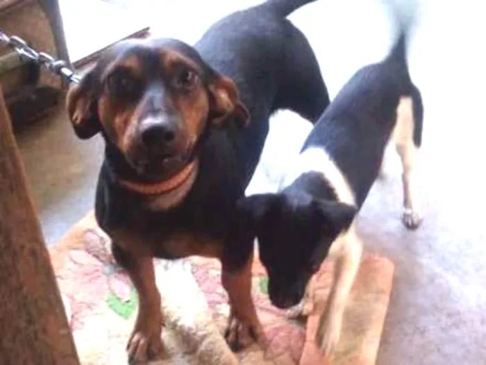 Cachorro ra a Vira lata idade 3 anos nome Bethovem