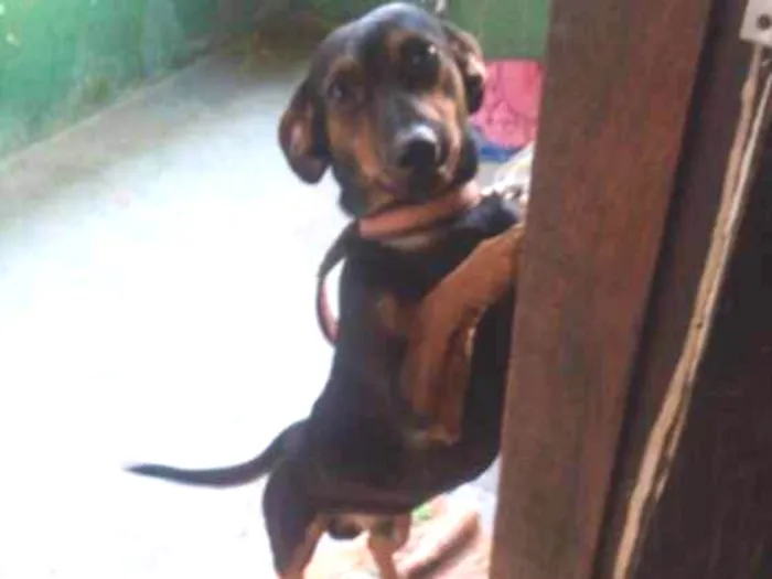 Cachorro ra a Vira lata idade 3 anos nome Bethovem
