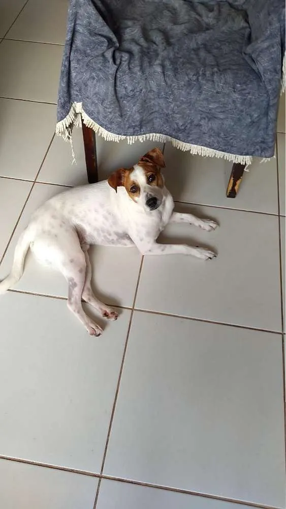 Cachorro ra a SRD idade 2 anos nome Jak