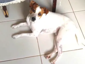 Cachorro raça SRD idade 2 anos nome Jak