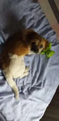 NANICO