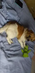 NANICO