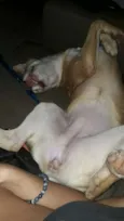 Tequila
