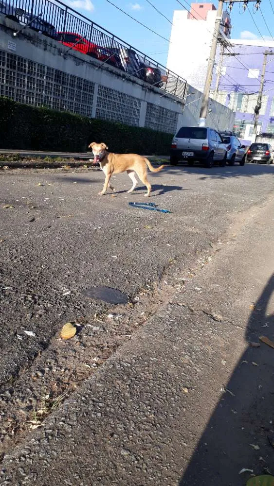 Cachorro ra a SRD / porte pitbull idade 7 a 11 meses nome Tequila