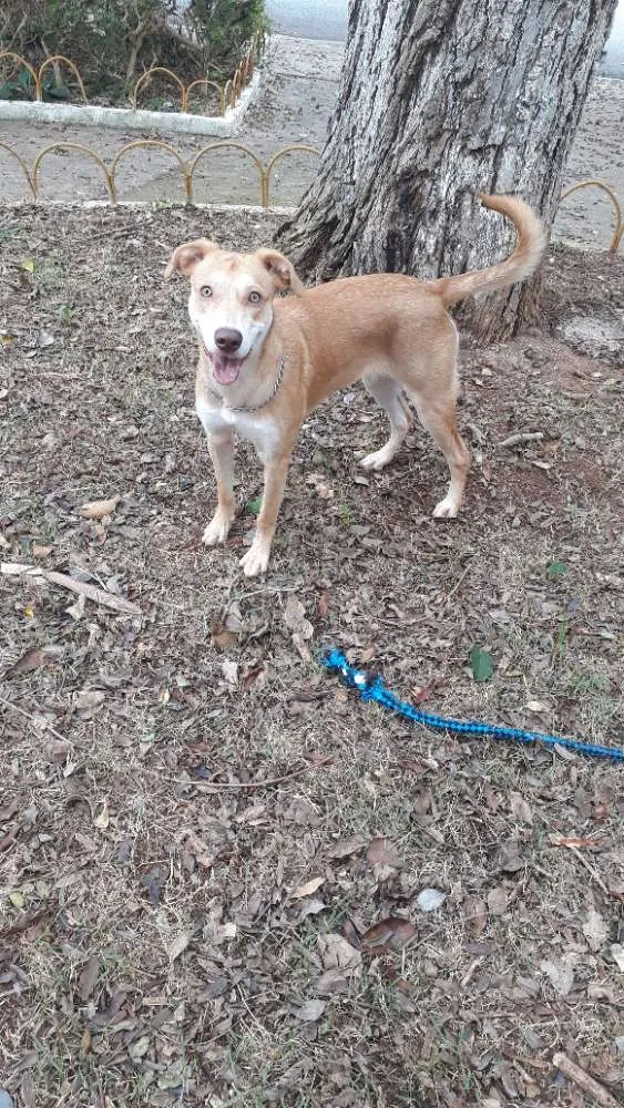 Cachorro ra a SRD / porte pitbull idade 7 a 11 meses nome Tequila