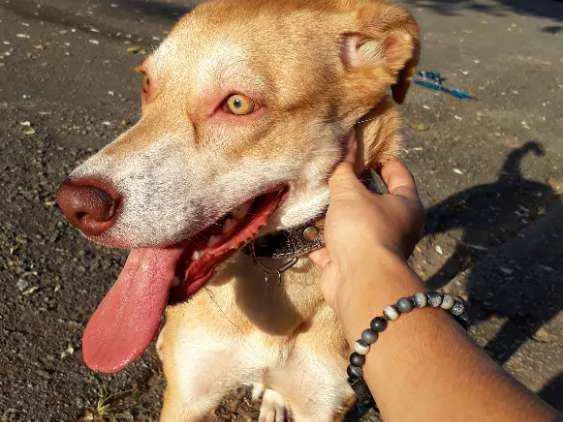 Cachorro ra a SRD / porte pitbull idade 7 a 11 meses nome Tequila
