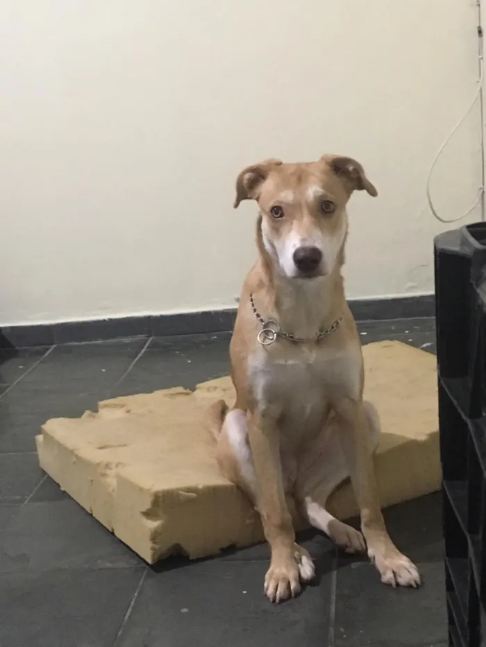 Cachorro ra a SRD / porte pitbull idade 7 a 11 meses nome Tequila