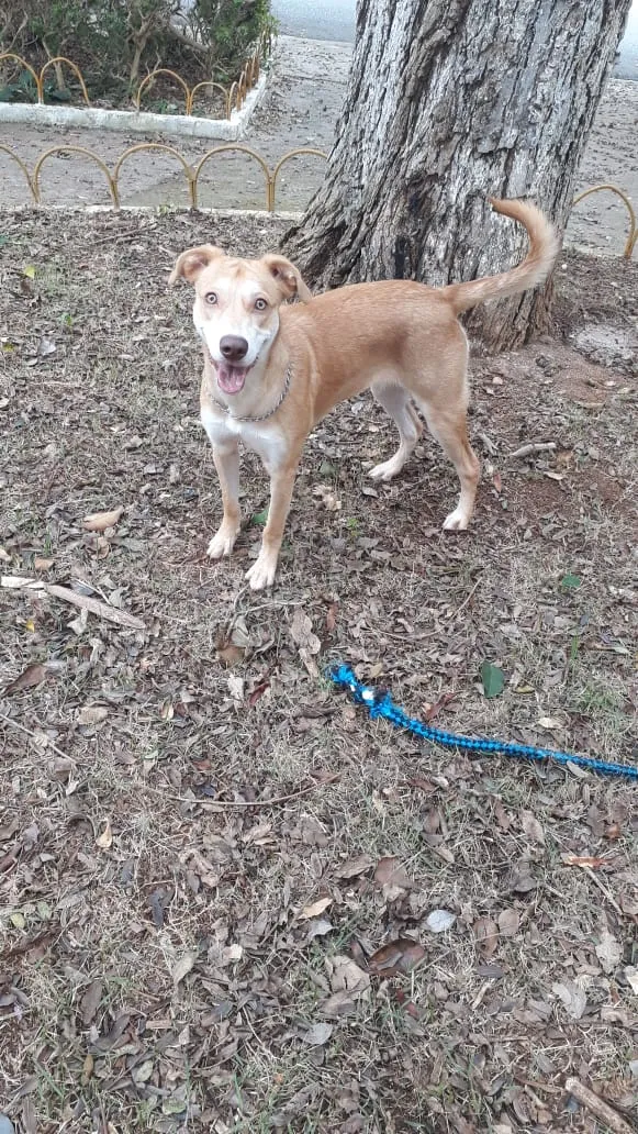 Cachorro ra a SRD / porte pitbull idade 7 a 11 meses nome Tequila