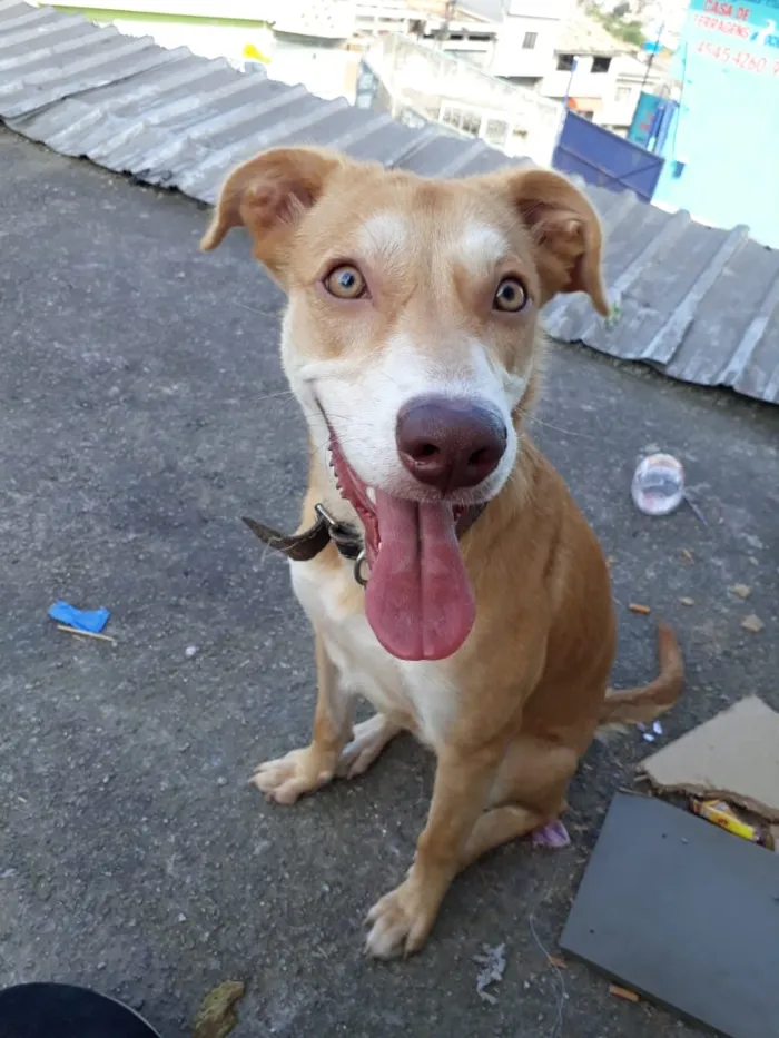 Cachorro ra a SRD / porte pitbull idade 7 a 11 meses nome Tequila