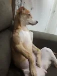 Tequila
