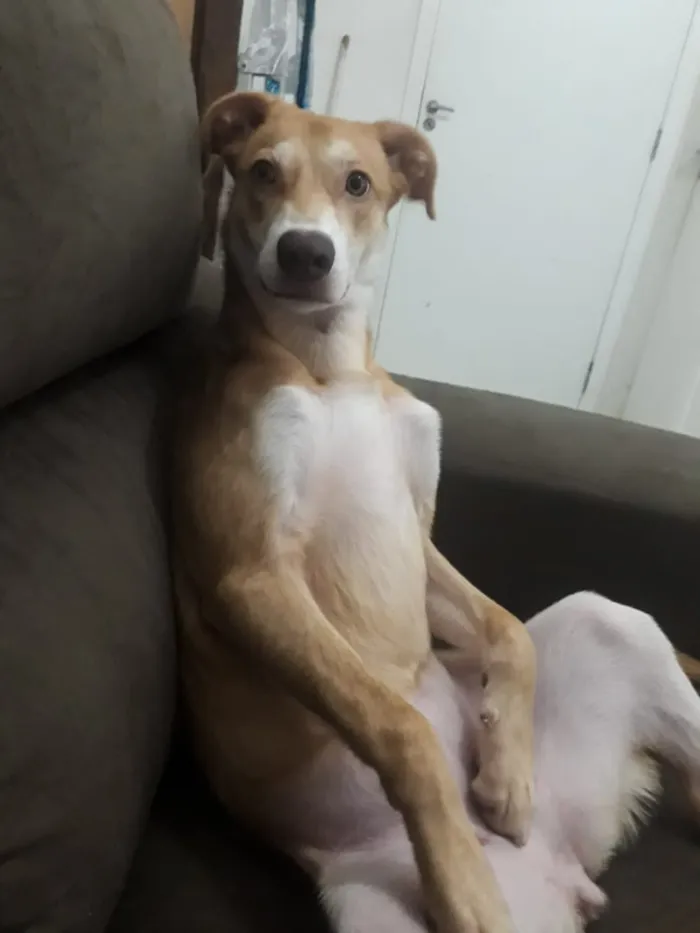 Cachorro ra a SRD / porte pitbull idade 7 a 11 meses nome Tequila