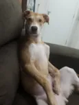 Tequila