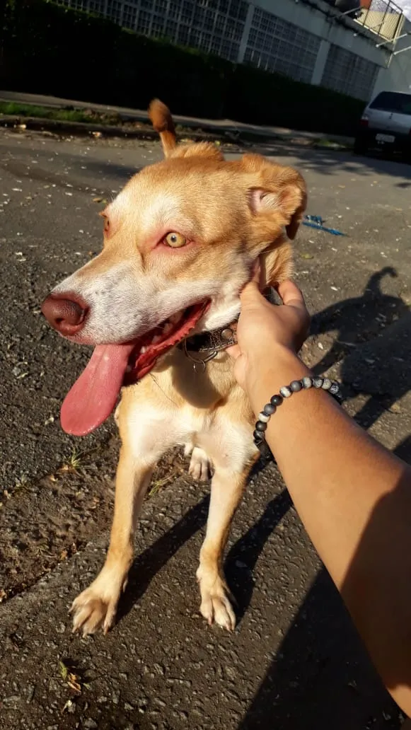 Cachorro ra a SRD / porte pitbull idade 7 a 11 meses nome Tequila