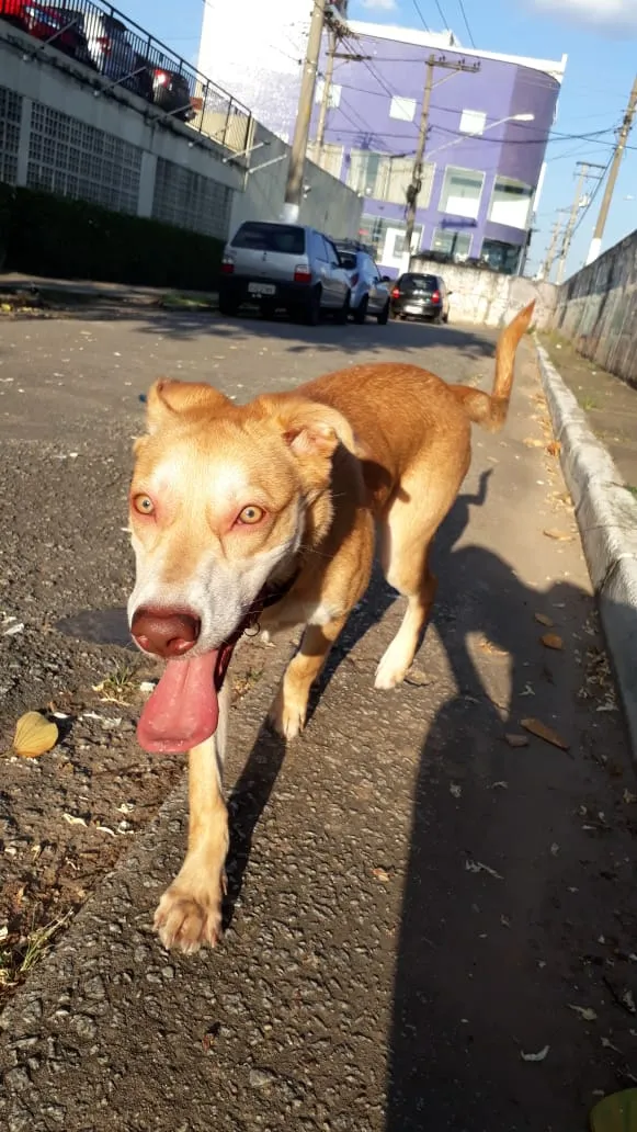 Cachorro ra a SRD / porte pitbull idade 7 a 11 meses nome Tequila