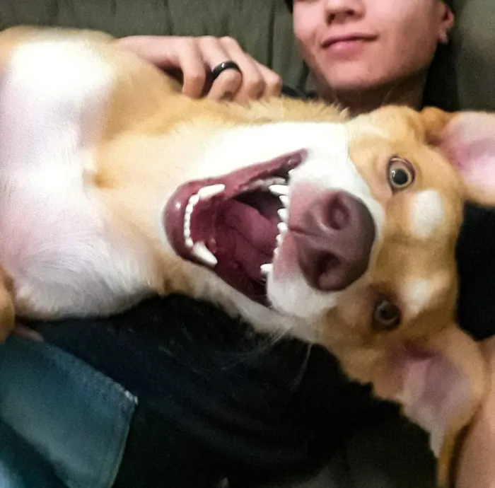 Cachorro ra a SRD / porte pitbull idade 7 a 11 meses nome Tequila