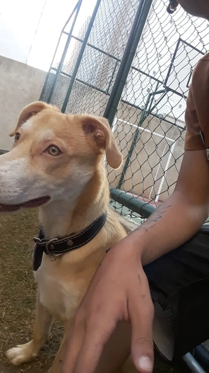 Cachorro ra a SRD / porte pitbull idade 7 a 11 meses nome Tequila