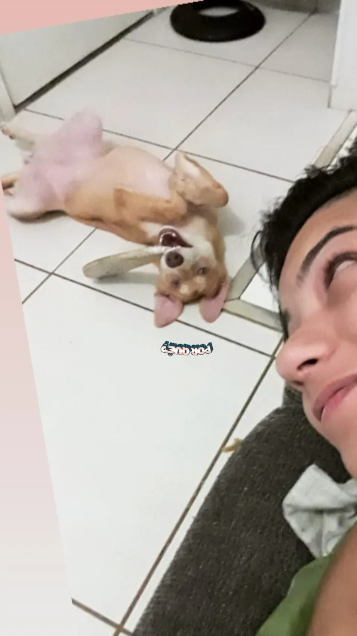 Cachorro ra a SRD / porte pitbull idade 7 a 11 meses nome Tequila