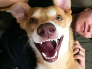 Cachorro raça SRD / porte pitbull idade 7 a 11 meses nome Tequila