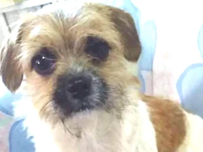 Cachorro ra a SRD idade 3 anos nome NANICO