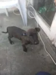 Toby