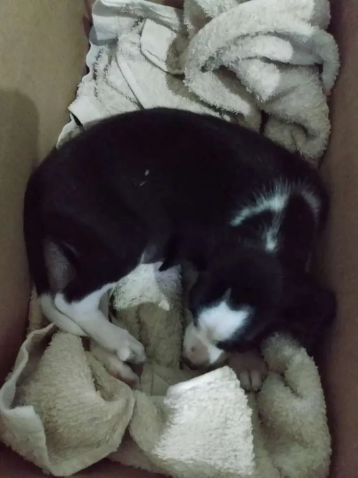 Cachorro raça Vira latas idade Abaixo de 2 meses nome Não tem