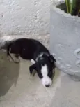 Não tem