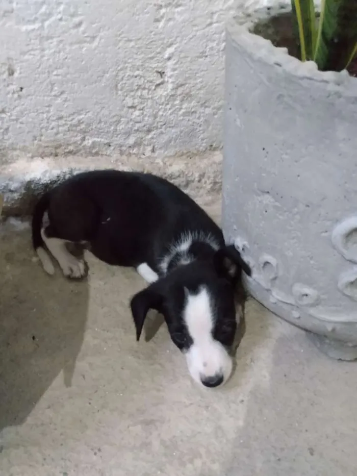 Cachorro raça Vira latas idade Abaixo de 2 meses nome Não tem