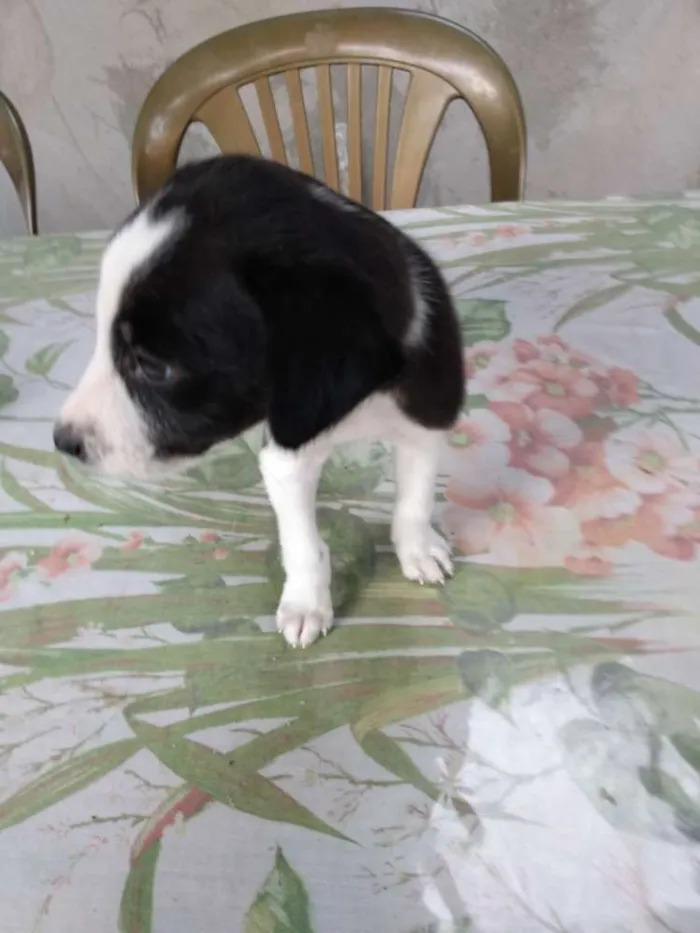 Cachorro raça Vira latas idade Abaixo de 2 meses nome Não tem